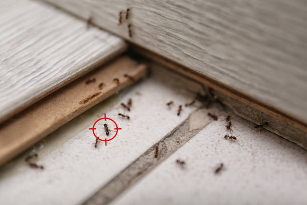 Best Termite Control Services  in Millsboro, DE