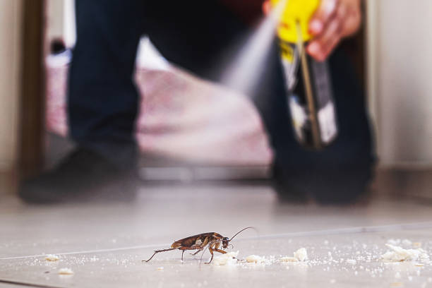 Best Wasp Removal Services  in Millsboro, DE