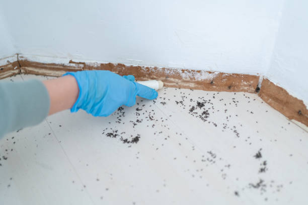Wasp Removal Services in Millsboro, DE
